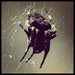  Отдых в Посьете Приморский край, фото  владивосток  посьет  косаназимова  коса  назимова  назимов  паук  огромный  пау