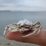  Отдых в Посьете Приморский край, фото  igdv  посьет  crab  краб